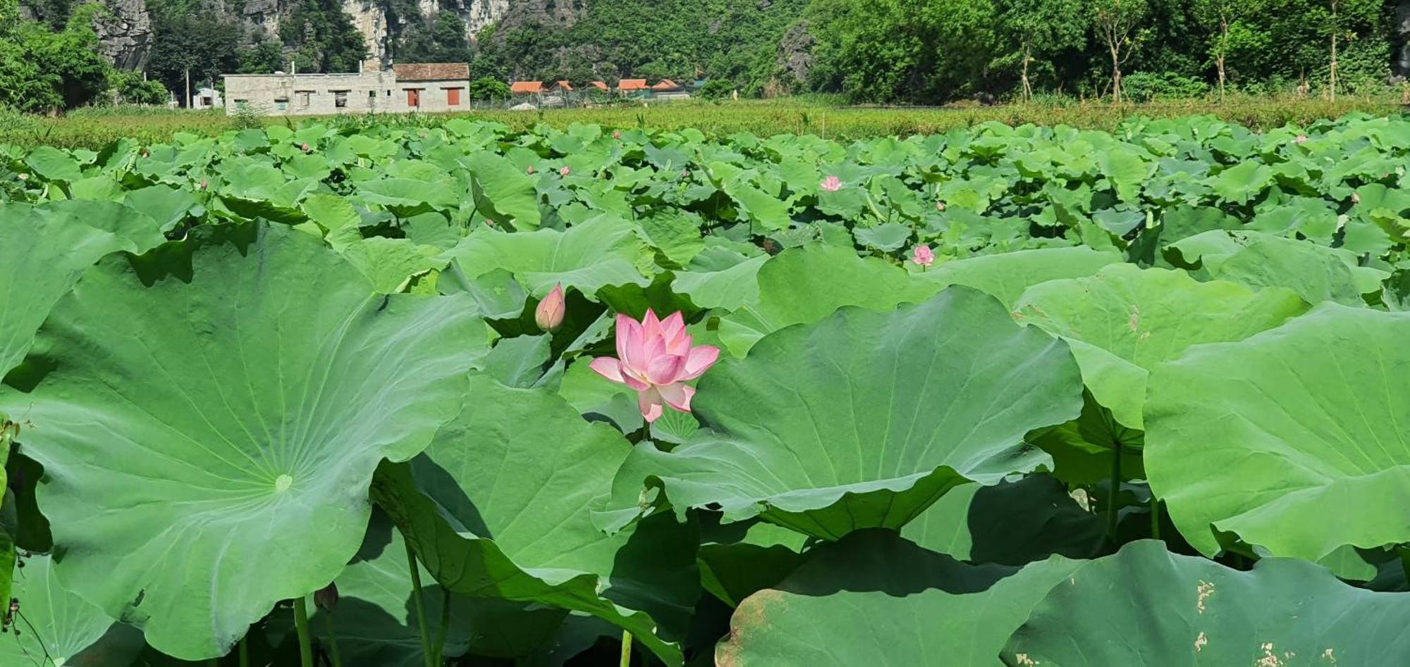 Trang An Rice Field Homestay Ninh Binh Exterior foto